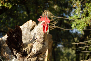 Gallo andaluz
