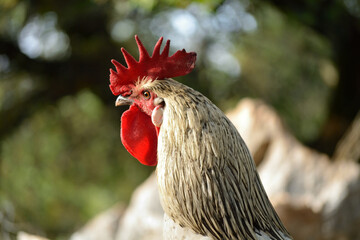 Gallo andaluz