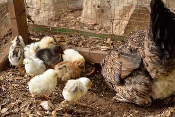 pollitos recien nacidos con su mama
 