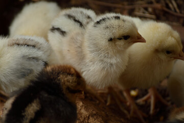 pollitos recien nacidos con su mama
 