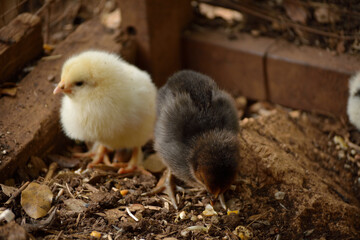 pollitos recien nacidos con su mama
 