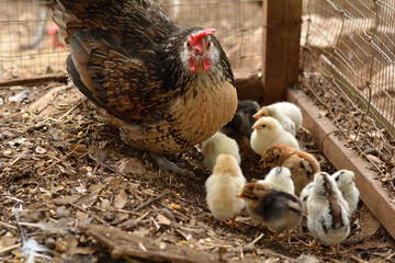 pollitos recien nacidos con su mama
 