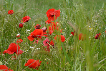 Obraz premium campo de trigo con amapolas