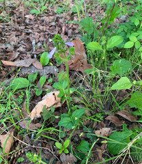 Lyre leaf sage wildflower in Oklahoma