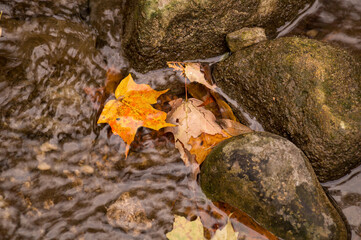 Yellow autumn fallen maple leaf in the flickering river water between the stones