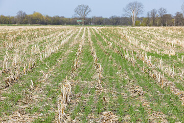 A winter rye cover crop in spring that was planted into corn stubble