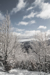 Mountains and Forest 