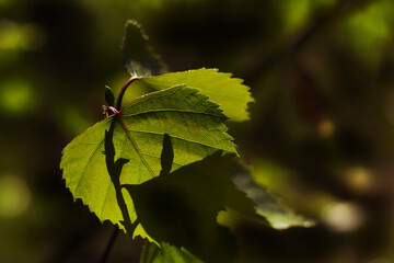 A young leaf of a tree in spring and two shadows on it. Close-up, blurred background
