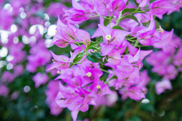 たくさん咲き乱れるブーゲンビリア