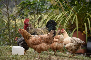 range chicken