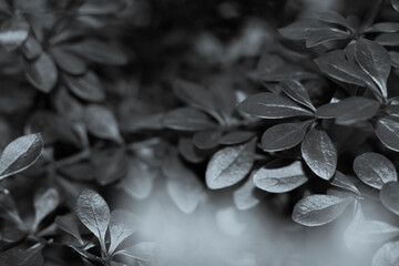 The black and white small leaves with a light beam were shot in macro style. There is a place for text.