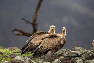 Griffon vultures in the Rhodope mountains, Bulgaria. Carnivore during winter. European nature. Flock of vultures near the carcass. 