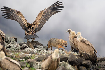 Golden jackal searching for food. Fight between jackal and griffon vulture . Wildlife in the Rhodope mountains. Carnivore during winter. European nature.