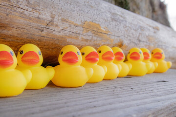 並んだアヒルのおもちゃ