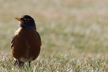 American robin on the grass
