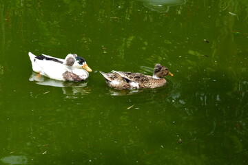 ducks on the water