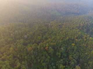 Obraz premium Aerial view green tree forest sunset light