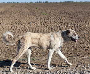 Fototapeta premium Central Asian Shepherd in the field.