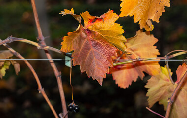 Vineyards in the autumn with red foliage. Winemaking. Macro photography of a leaf covered with dew. Selective focus.