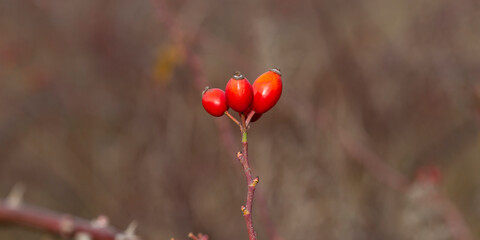 Red fruit of wild rose. The dog roses, the Canina section of the genus Rosa. Subtle swirly bokeh in the background.