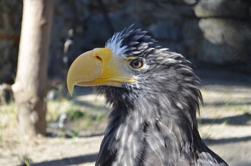 portrait of a bald eagle