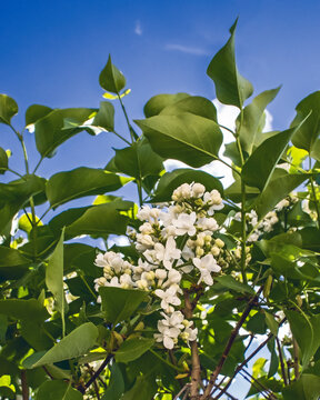 White lilac blossoming in teh spring sun