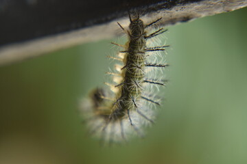 caterpillar
