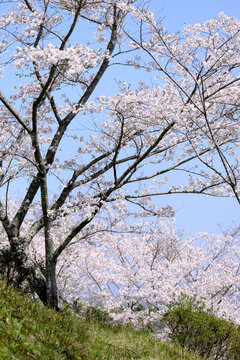 丘の上に咲く美しい桜のイメージ素材