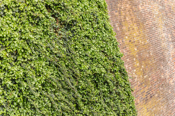 Ivy curled around the brick wall. A climbing plant along a brick wall with a clear line of bricks.