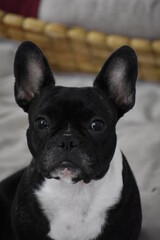 french bulldog puppy