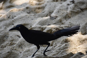 Black bird