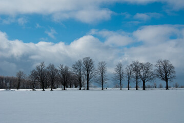 line of bare trees in snow-covered farm field