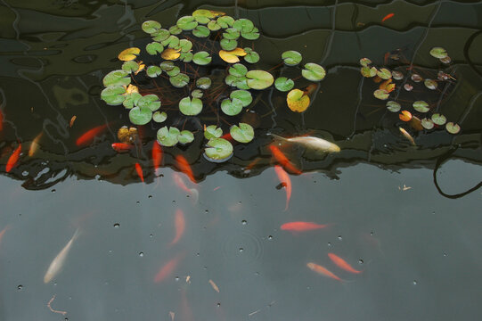 koi fish in a pond with lilypads