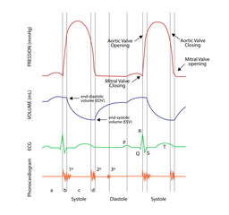 Obraz premium Left ventricular pressure-volume (PV) loops, electrocardiogram (ECG) and Phonocardiogram curves