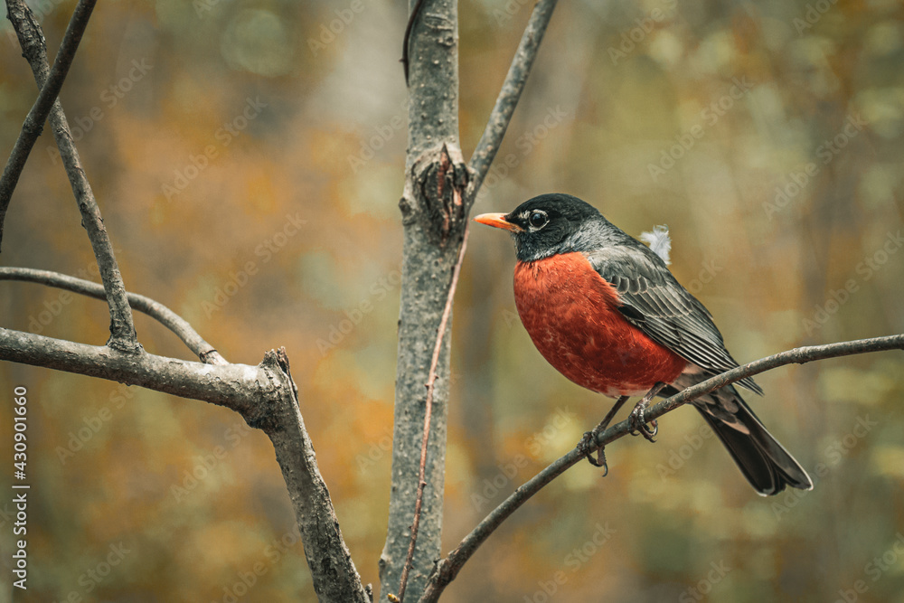 Poster closeup of an american robin perched on a tree branch in a field with a blurry background