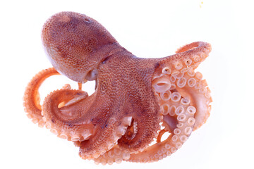 Octopus on a white background © pdm