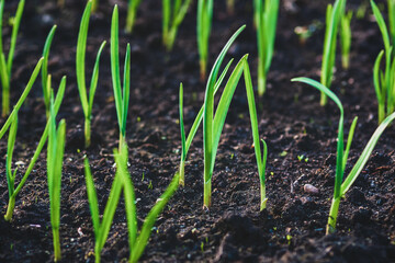 Green sprouts of garlic growing in a vegetable garden