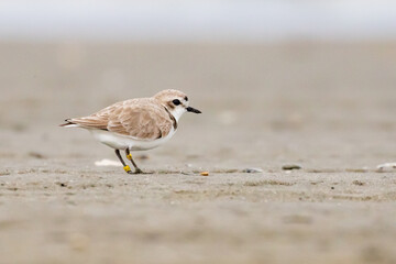 Endangered Snowy Plover Shorebird Enjoys a Spring Morning