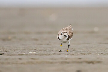 Endangered Snowy Plover Shorebird Enjoys a Spring Morning