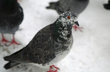 Pigeon with red eye - Poland