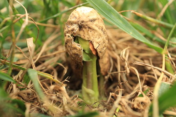 green moss on the ground