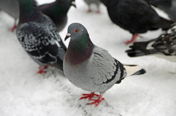 Homing Pigeon - Poland