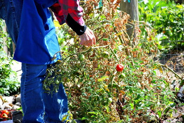Fototapeta premium Female senior picking tomatoes from her garden outside.