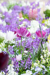 紫のチューリップが咲くお花畑