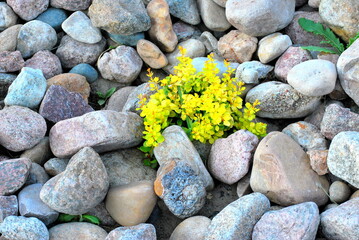 Flowers in nature outdoors.
