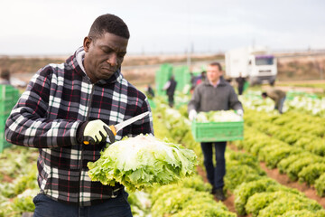 Focused African American workman cutting fresh green lettuce on farm field. Harvest time