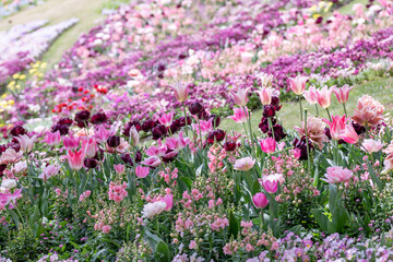 丘にひろがる春のお花畑