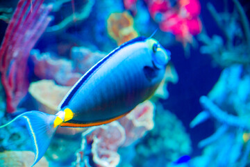 fish in aquarium
