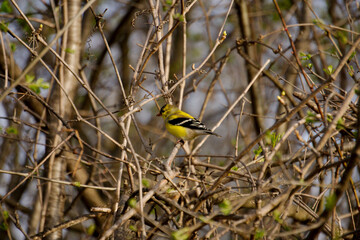 American goldfinch on a branch in the forest