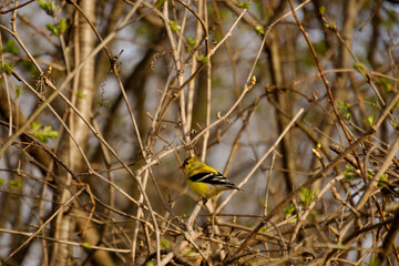 American goldfinch on a branch in the forest